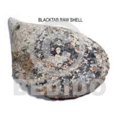 raw unpolished blacktab shells  per kilo
