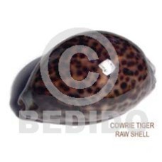 3 in to 4in up raw cowrie