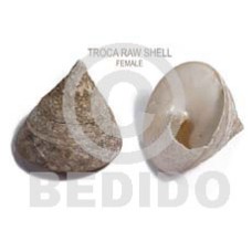 raw unpolished troca shells  female 