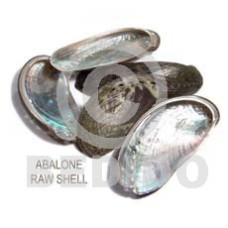 raw unpolished abalone shells  per kilo