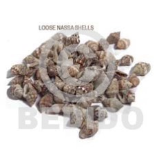 raw unpolished nassa tiger shells  no