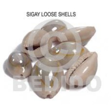 loose sigay shells  no holes 