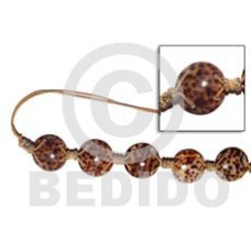round 35mm cowrie tiger shell with buri