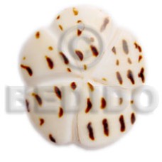 45mm scallop with groove cunos