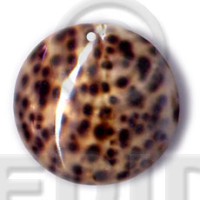 round tiger cowrie 40mm