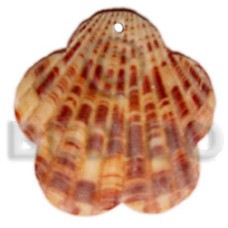 piktin scallop