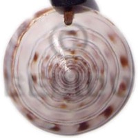 cone cunos  varying sizes