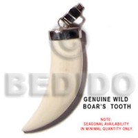 wild boars tooth